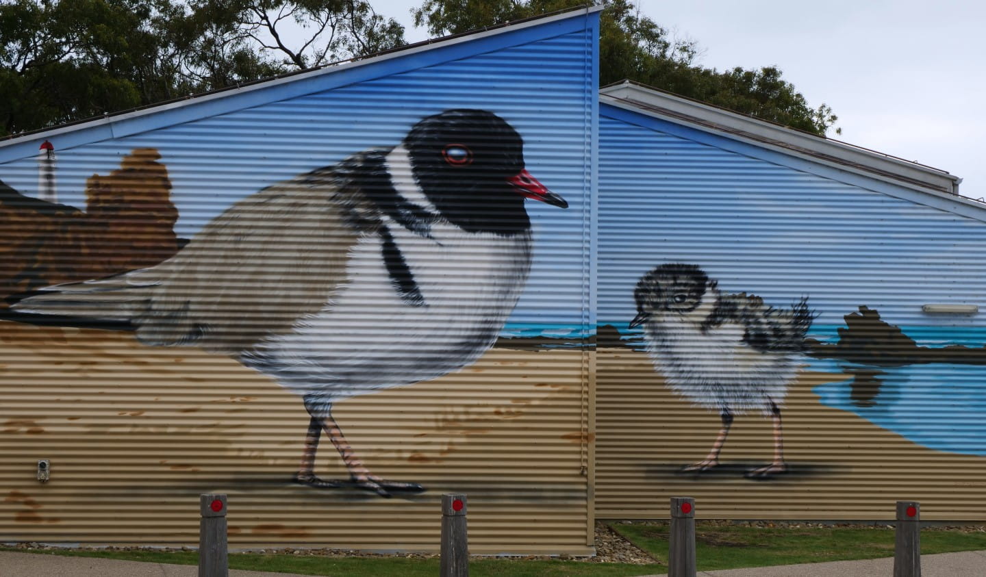 A Hooded Plover mural painted on the Aireys Inlet community centre