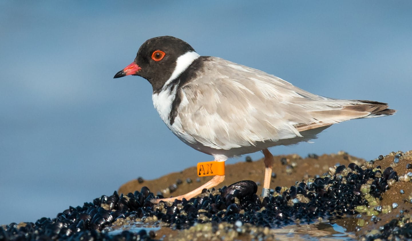 Hooded Plover close up.