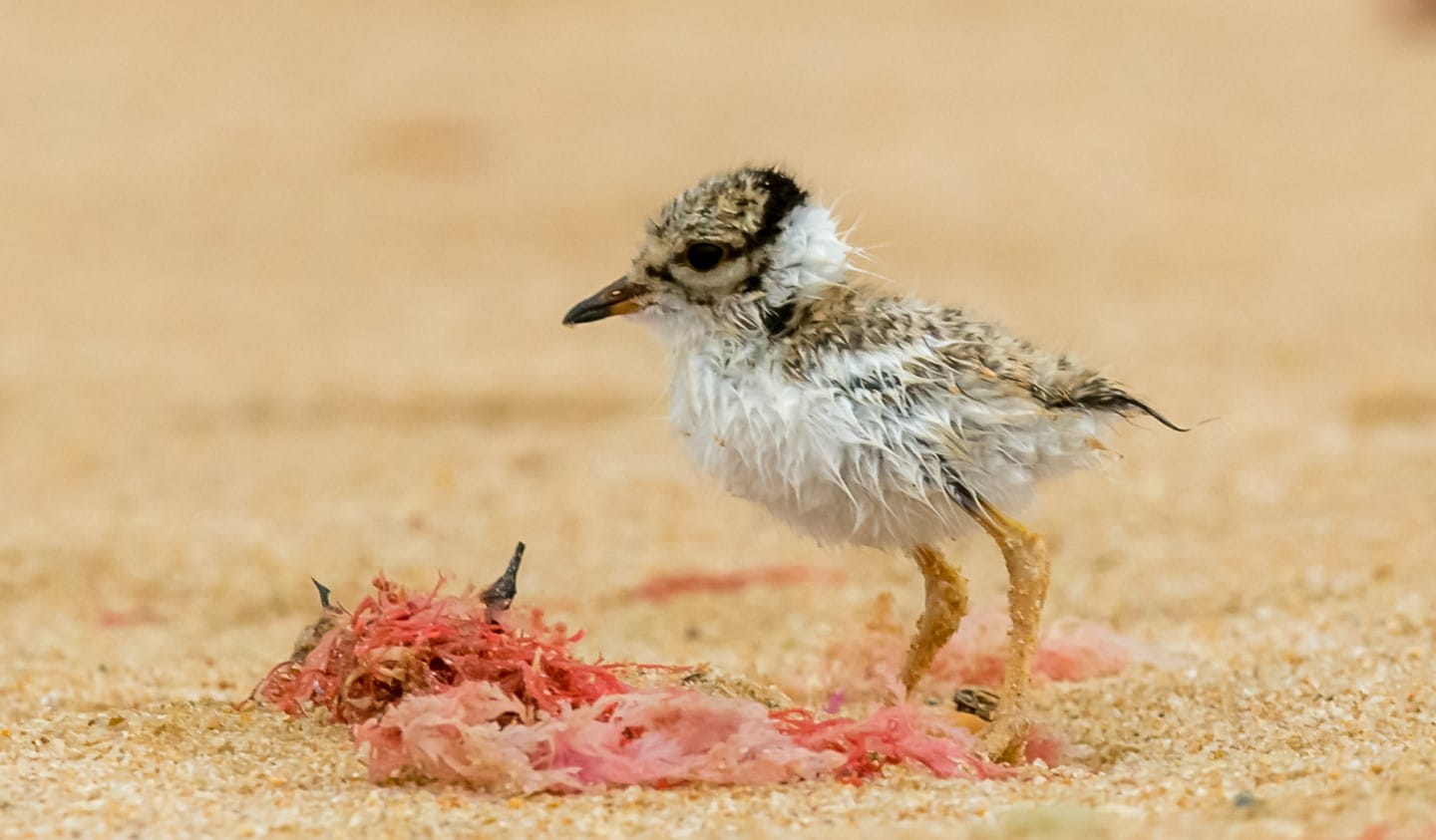A small Hooded Plover chick