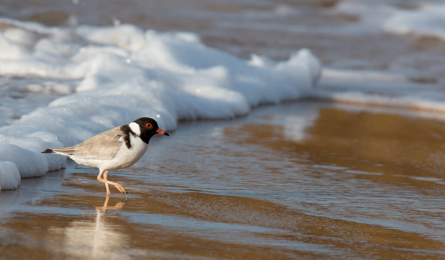 A Hooded Plover standing at the shoreline.