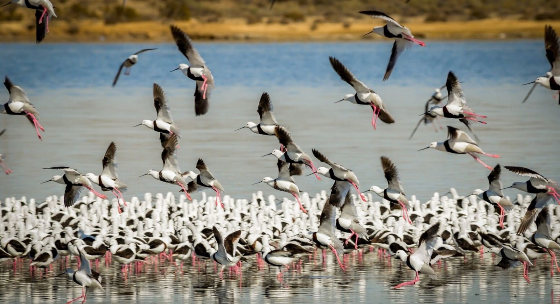 A flock of banded stilt stand in the shallow margin of a lake. 