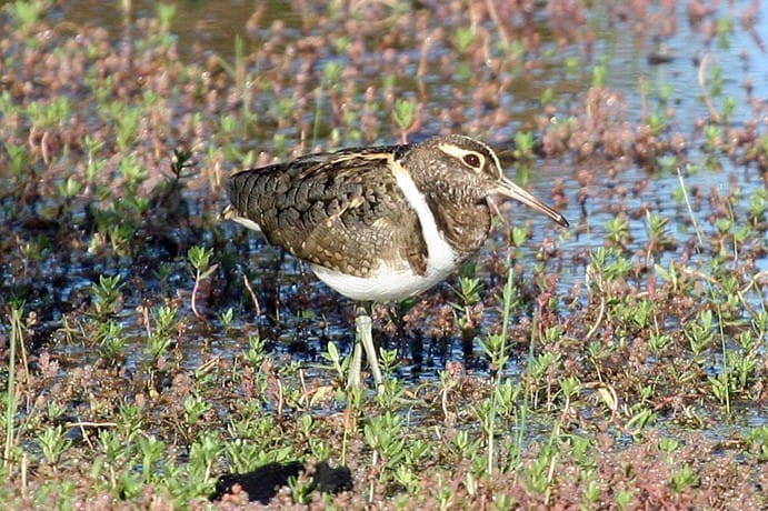 An Australian Painted Snipe stands in a marshy field