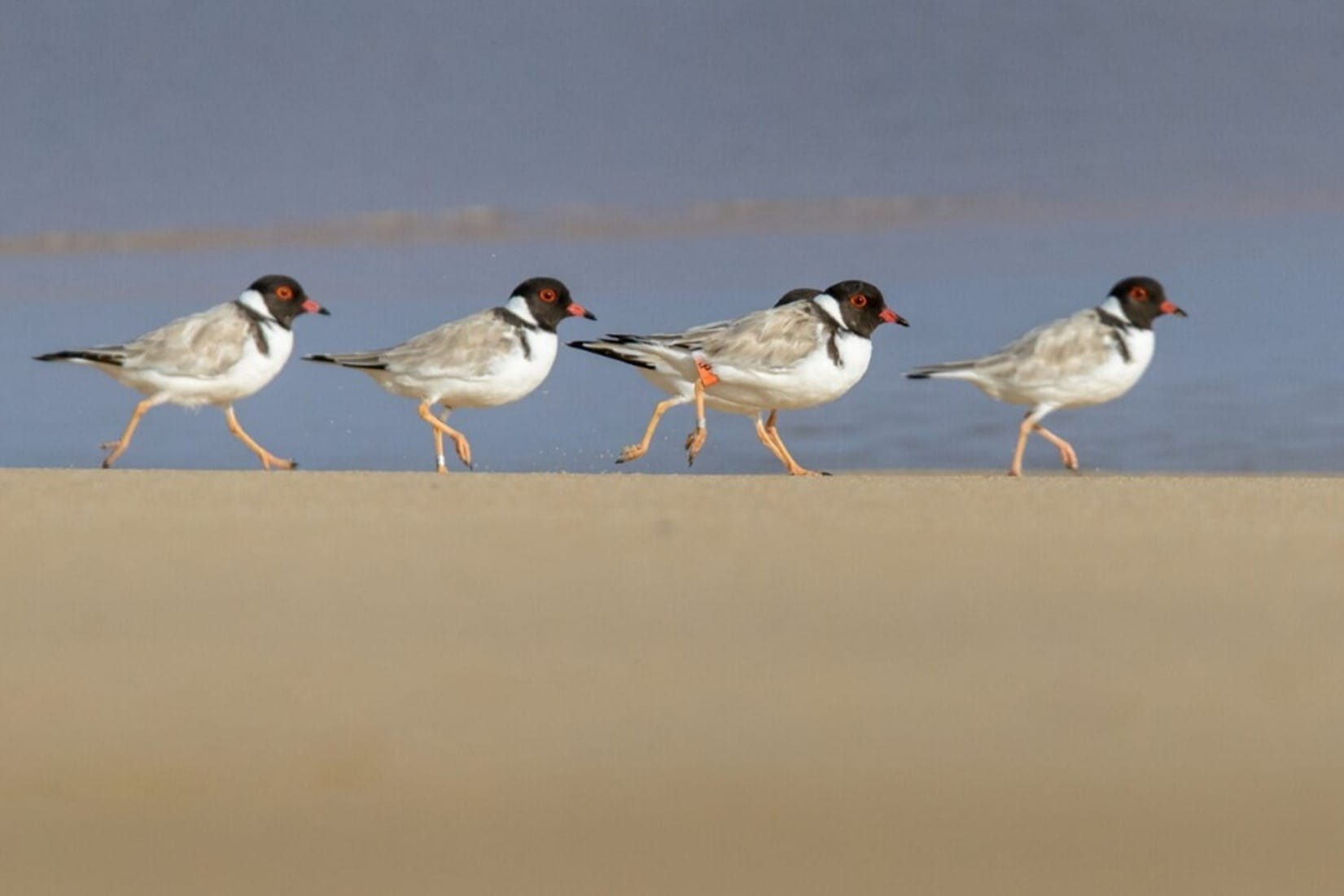 Five hooded plovers are running in unison on the beach. 