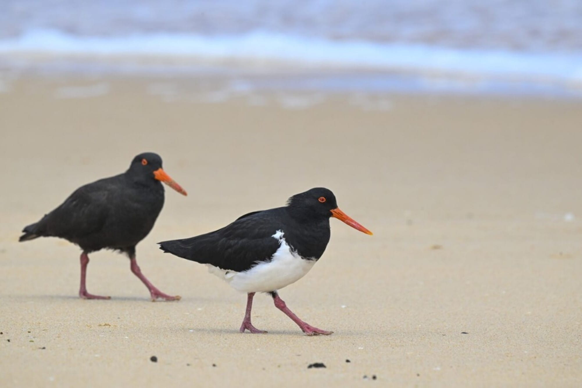 A Pied Oysterctacher stands in the middle of the image on the beach. A Sooty Oystercatcher is standing behind it. 