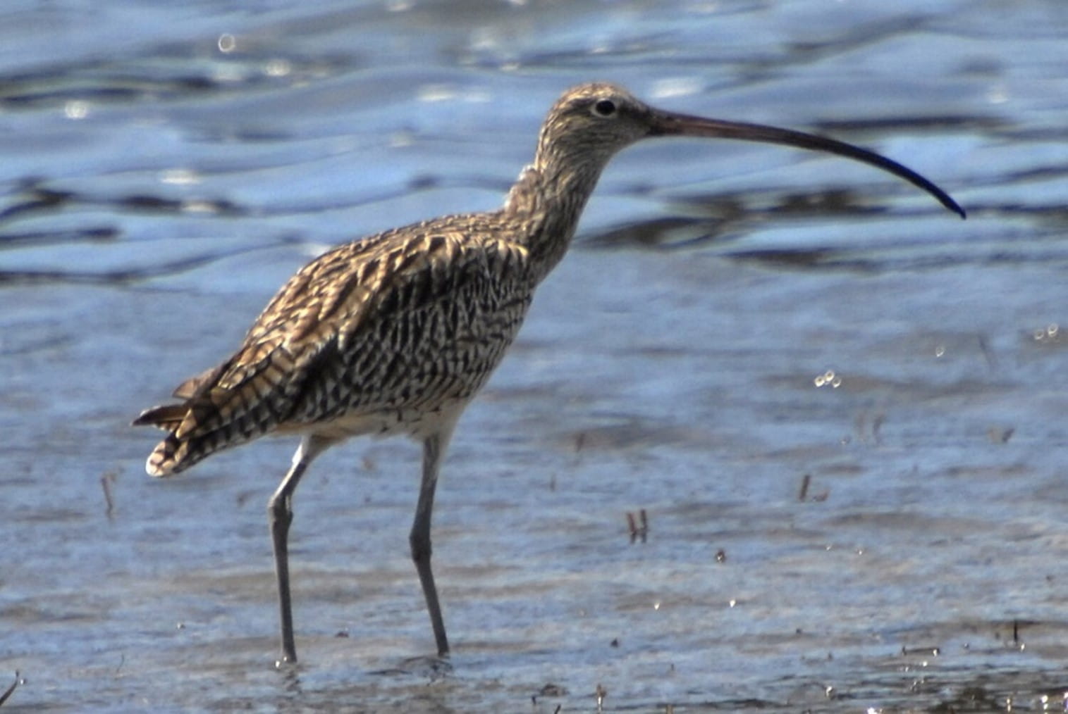 A far eastern Curlew stands in the water. It has a disproportionately long beak to its body size. 