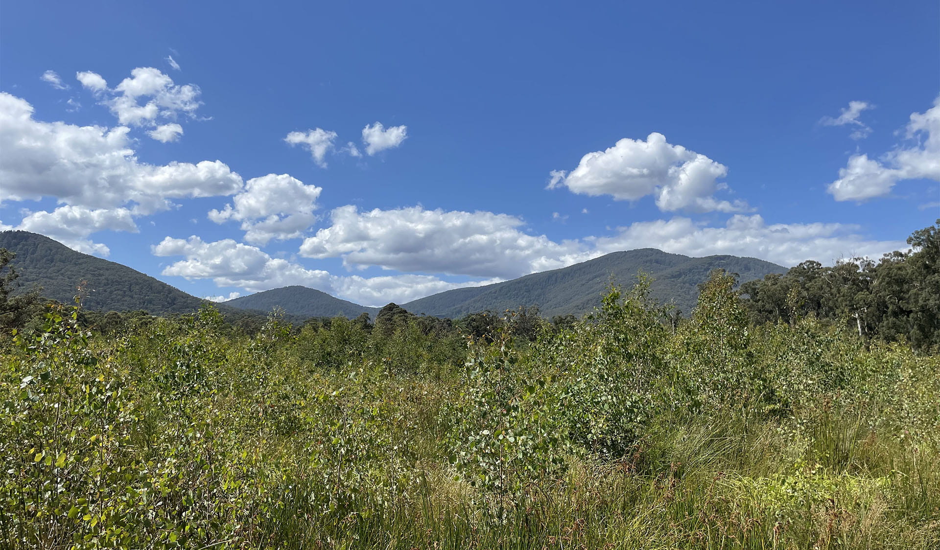 Shrubs and grasses in the foreground, with clouds and mountains in the distance