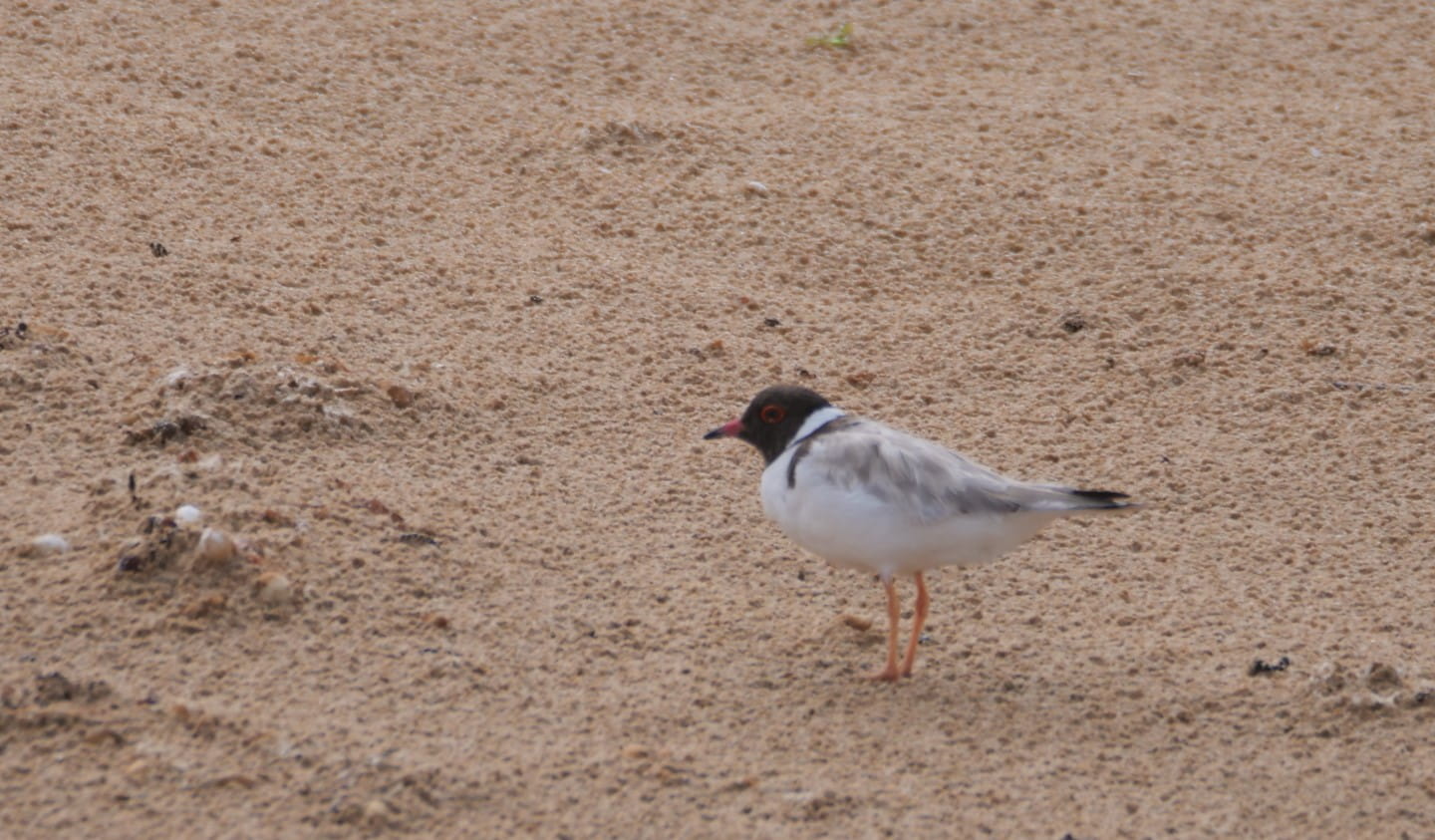 An unbanded Hooded Plover
