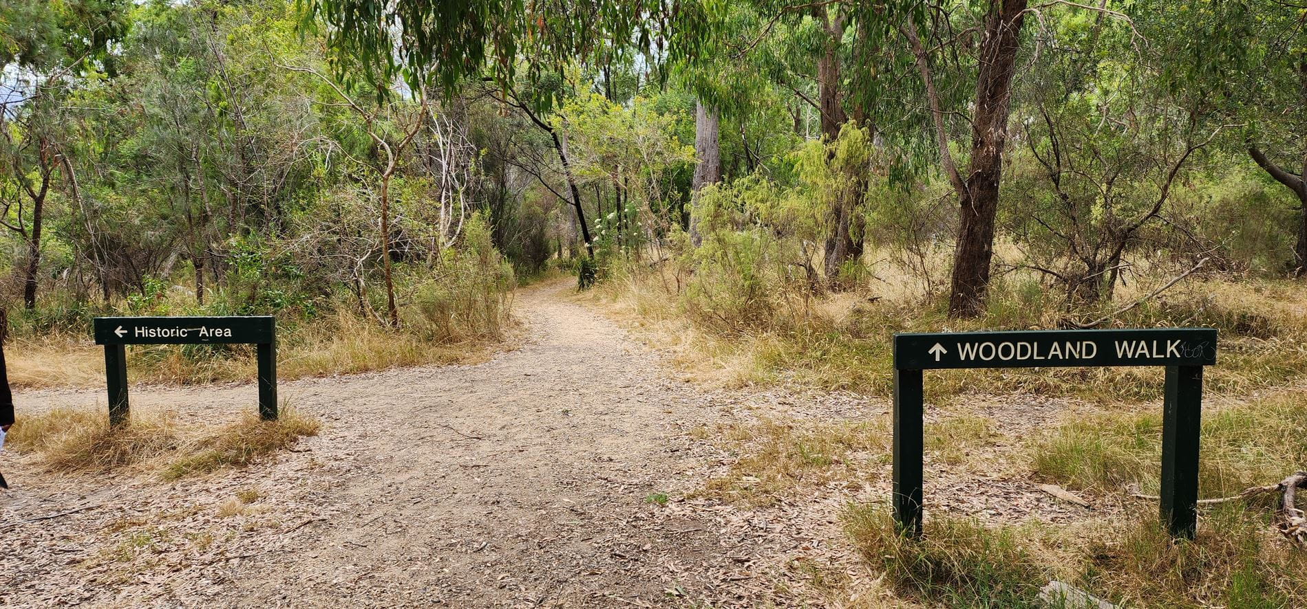 Image shows gravel path with a sign to the right reading 'woodland walk' and a sign to the left reading 'historic area'. The gravel path is surrounded by overgrown weeds and grass tall gum trees.
