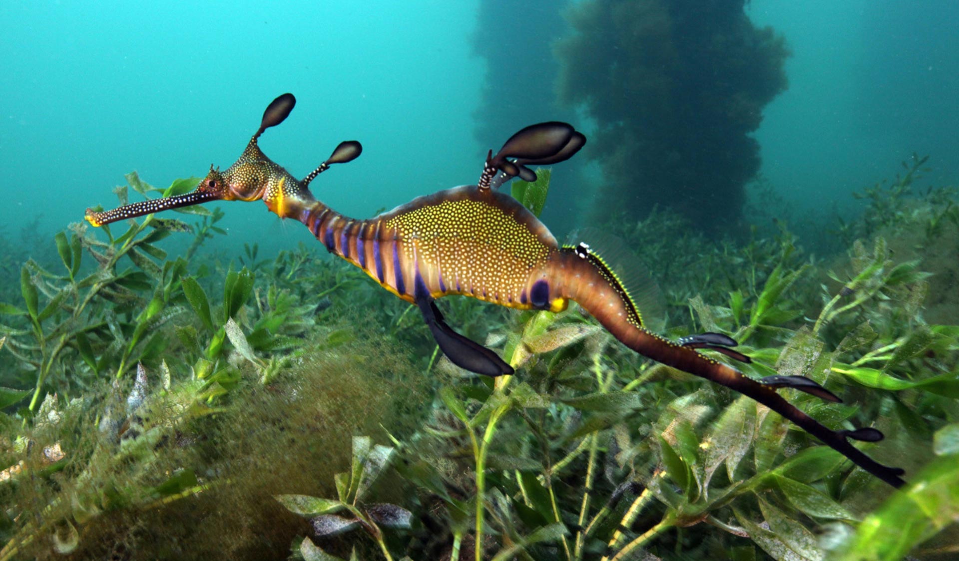 A Weedy Seadragon swims above the seaweed-covered seabed in Western Port.
