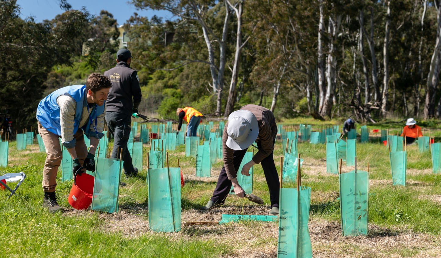 Tree planting by volunteers