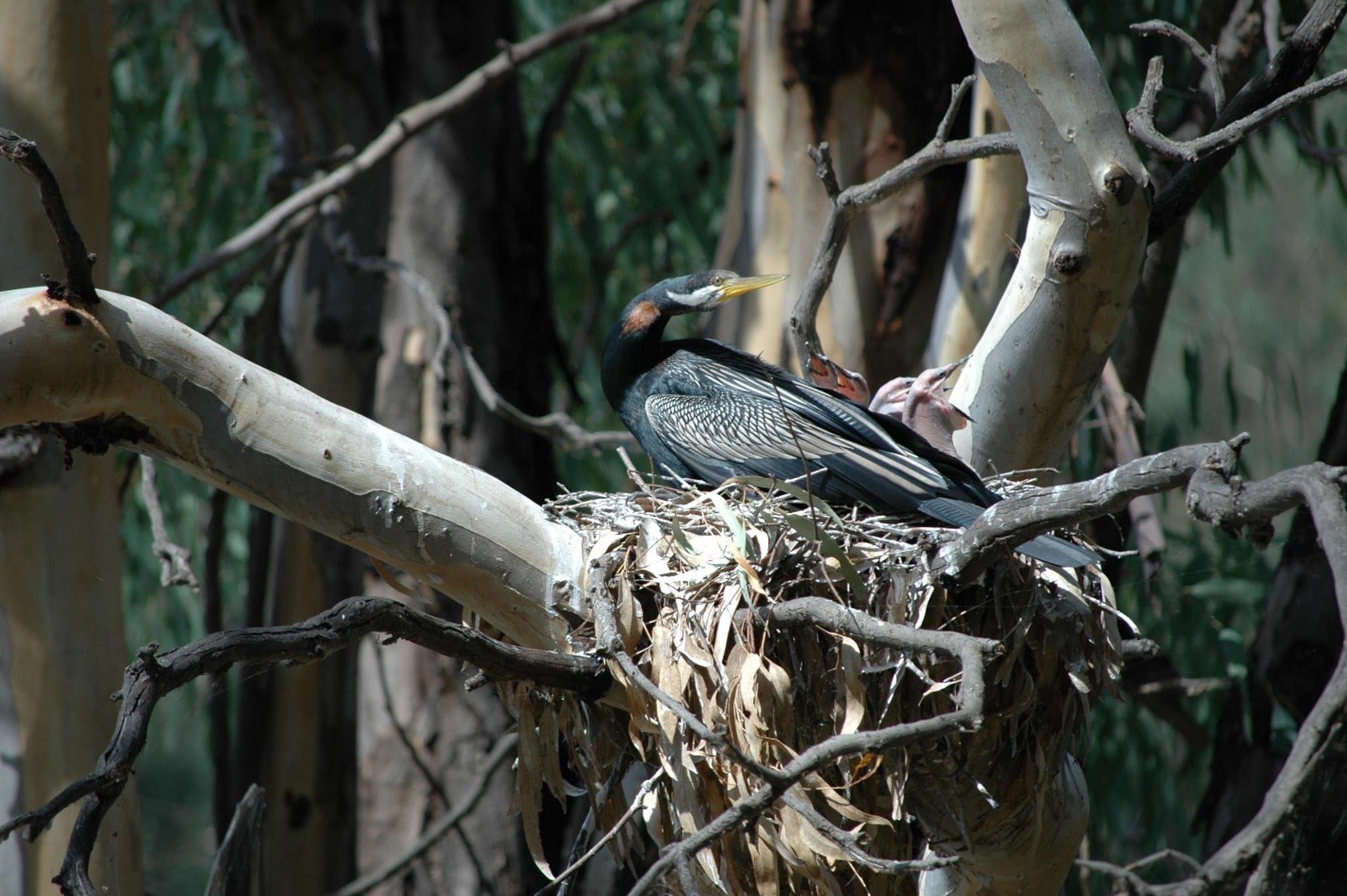 An Australasian darter has made its nest on top a branch
