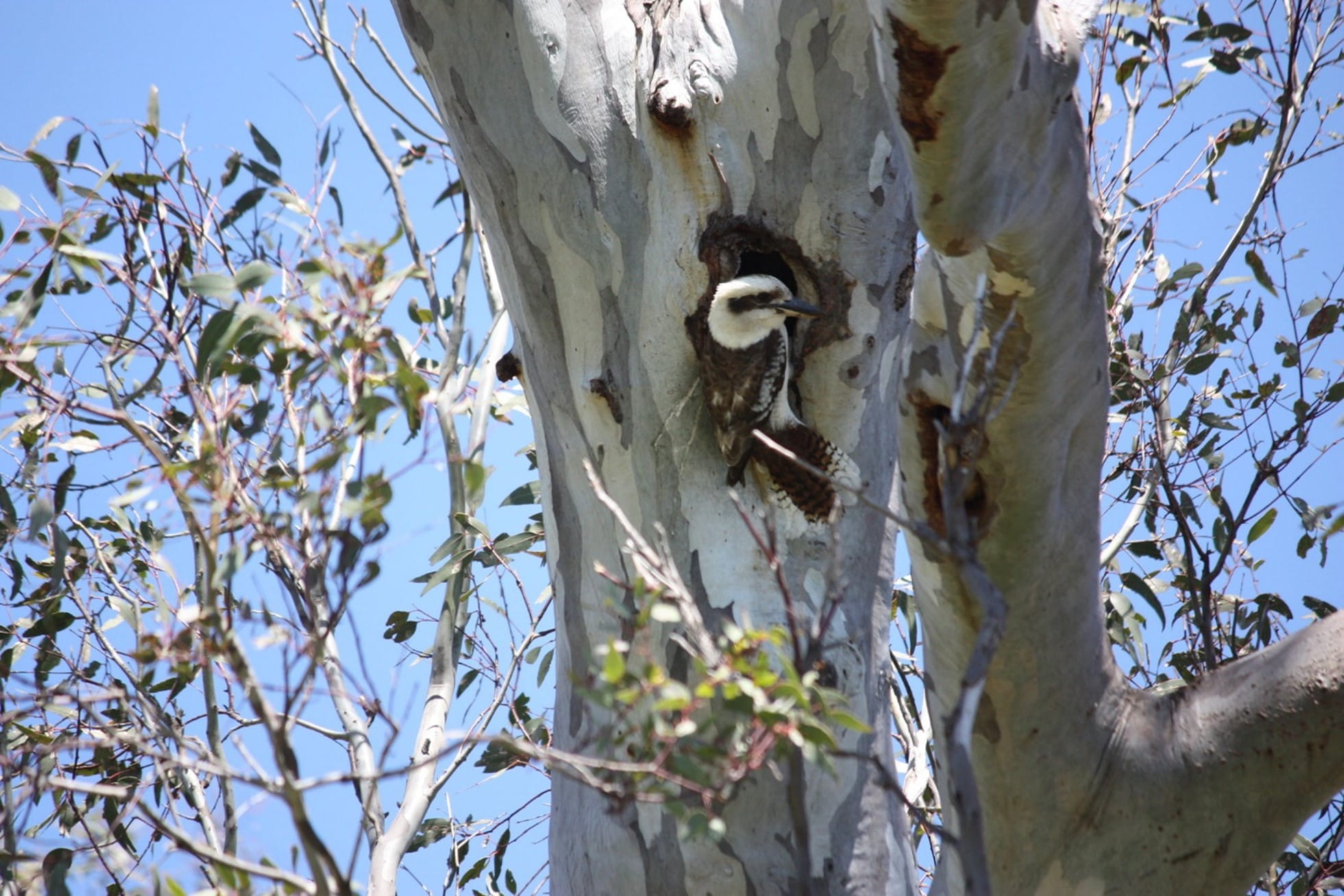 A Kookaburra inspects a hollow halfway up a tree
