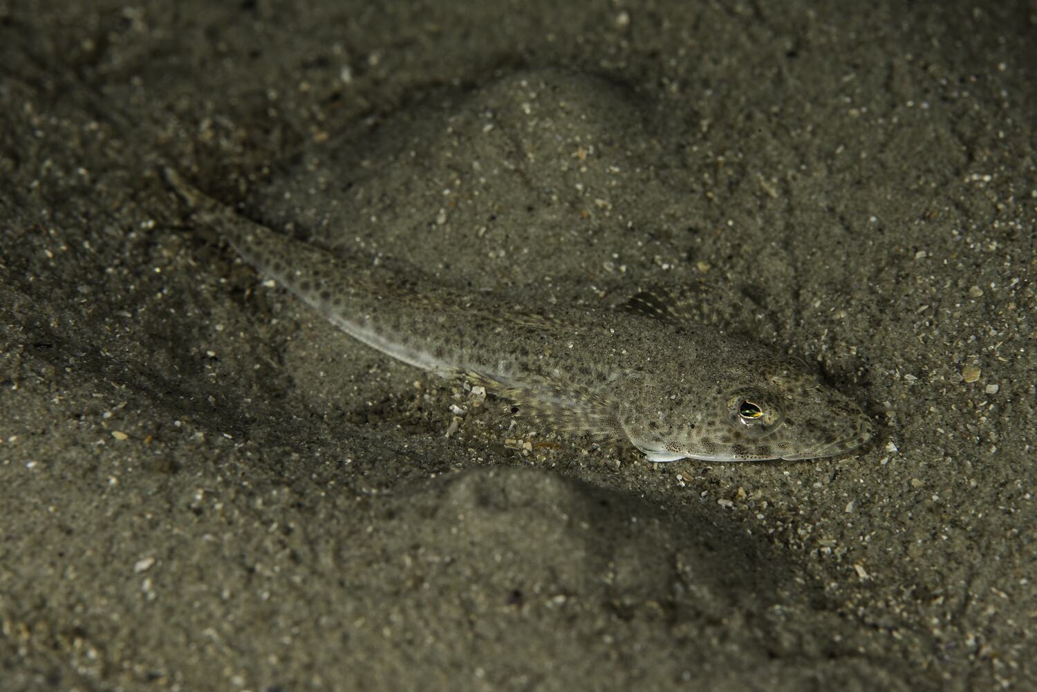 A sand coloured fish, with eyes facing upwards, sits amongst gritty sand on the bottom of the seafloor. 