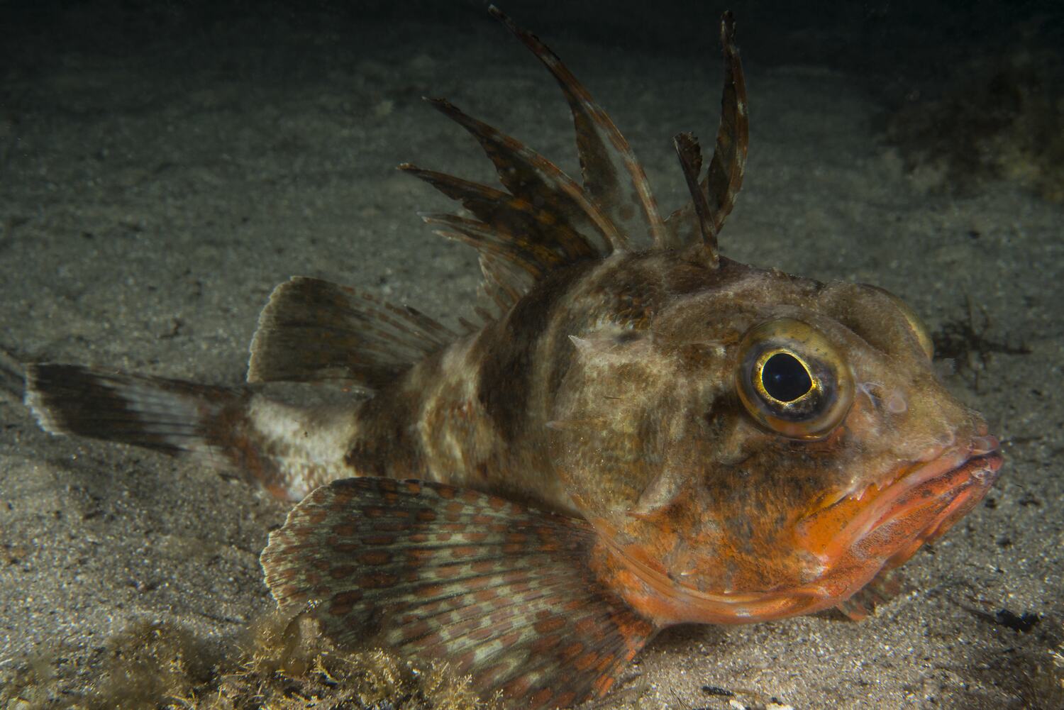 A spiky looking fish (with five prominent dorsal spines) with large eyes and a red underbelly sits on the bottom of the seafloor. 