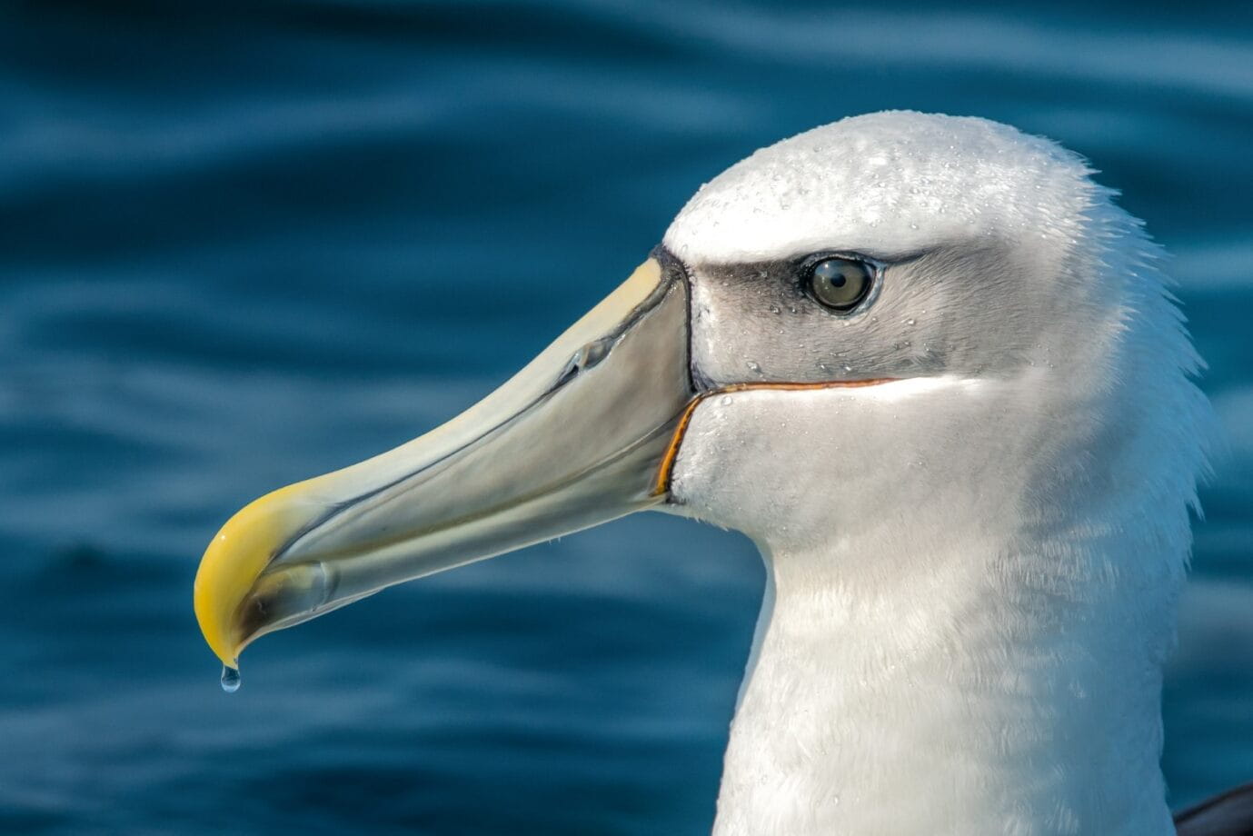 A Shy albatross has a drip of saltwater falling from the tip of its beak. 