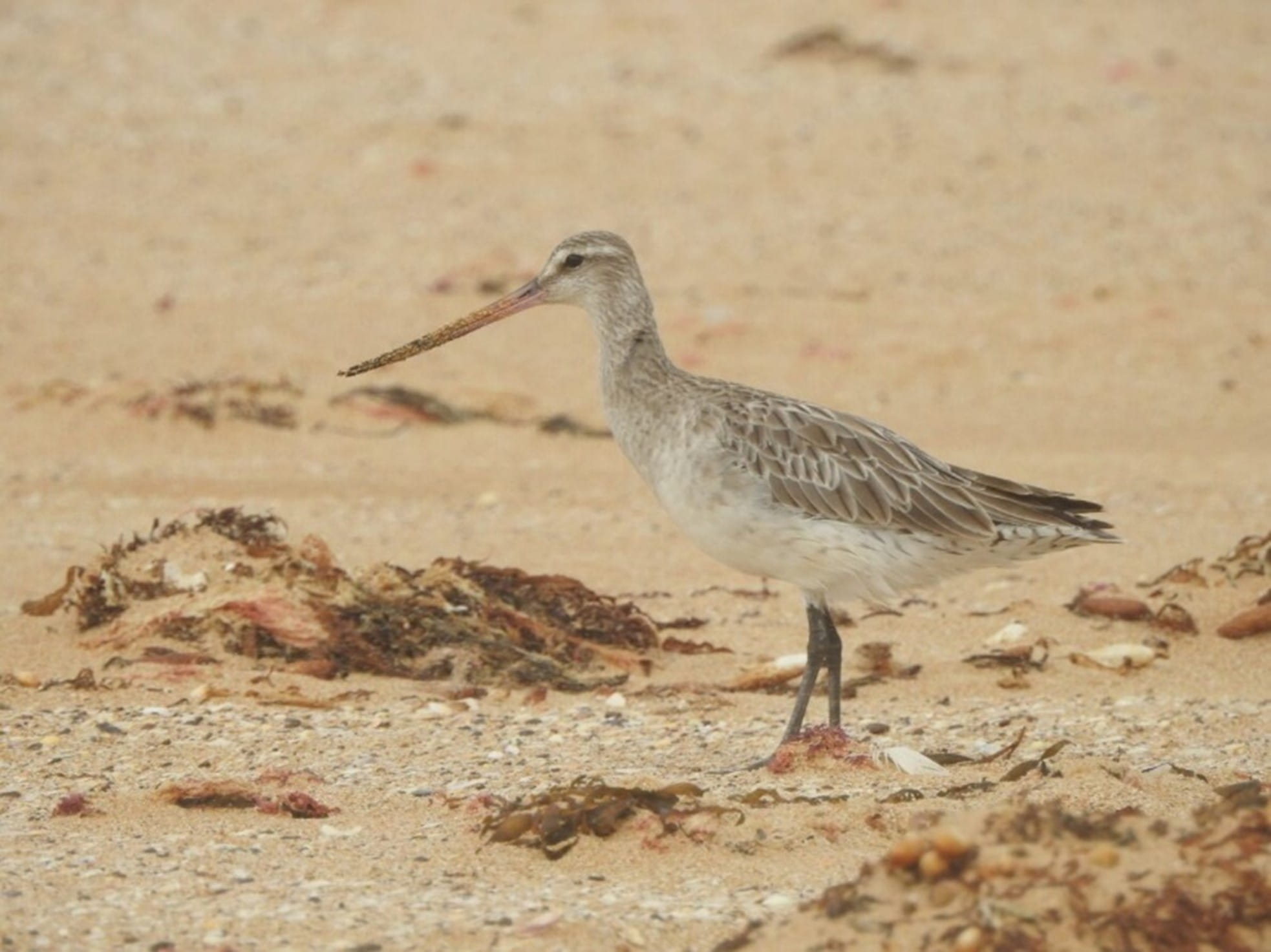 A bar tailed godwit stands on the beach in grey plumage. 