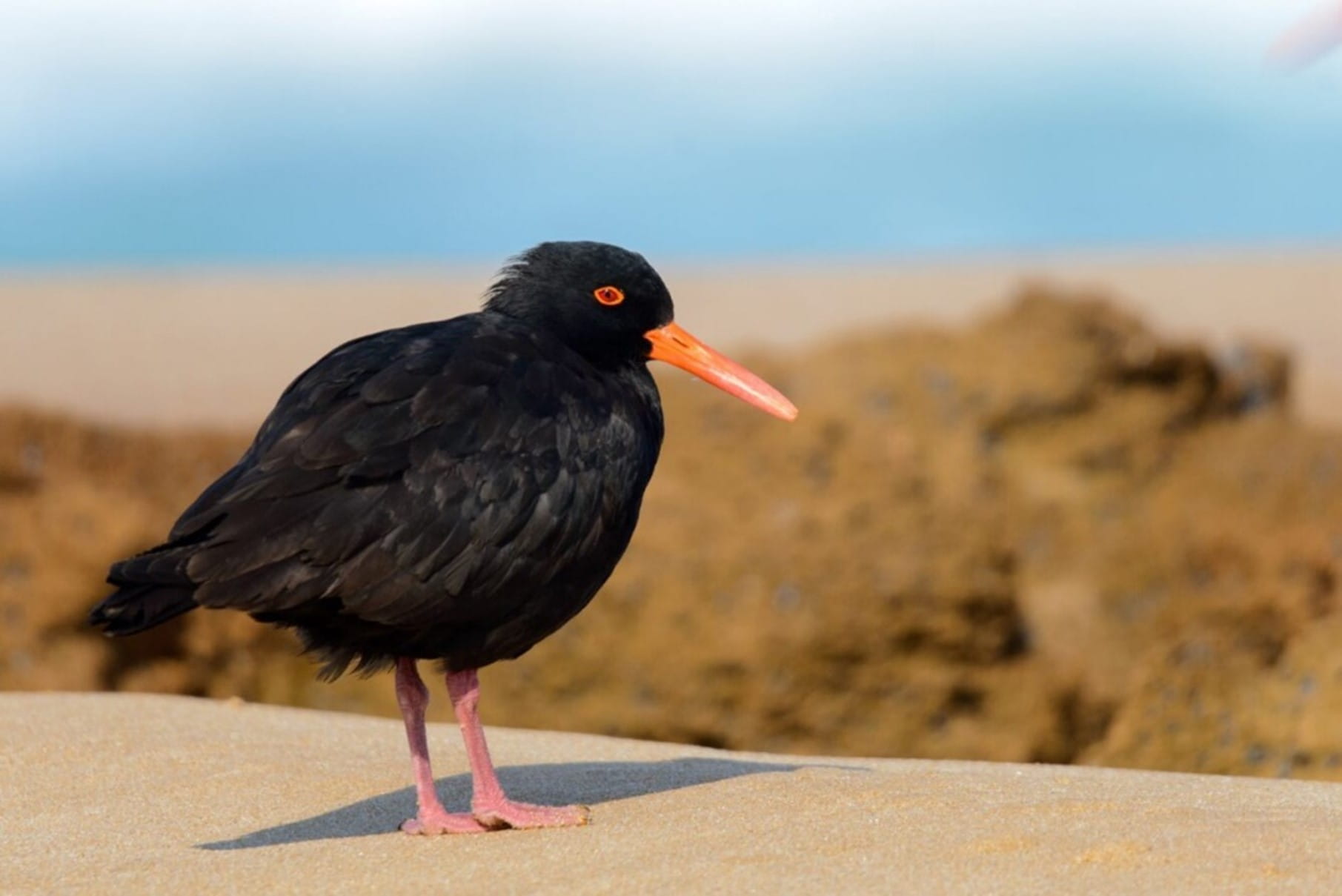 A jet black Sooty oystercatcher with an orange bill stands on the sand. 