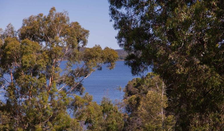 The view of the water framed by gum trees at Sugarloaf Reservoir Park